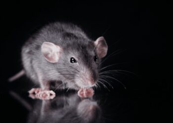 The Importance of Timely Rodent Extermination