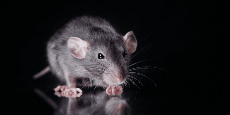 The Importance of Timely Rodent Extermination