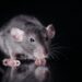 The Importance of Timely Rodent Extermination