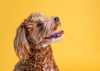 happy mini goldendoodle yellow studio background