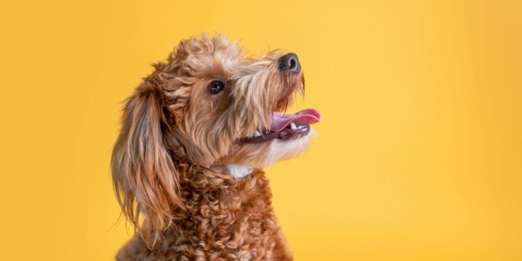 happy mini goldendoodle yellow studio background