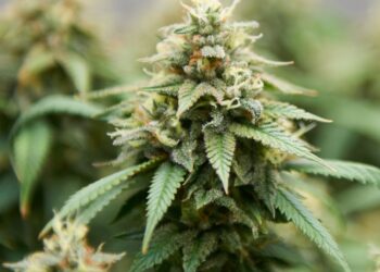 Discover The Wonders Of Purple Skunk: A Hybrid With Unique Effects