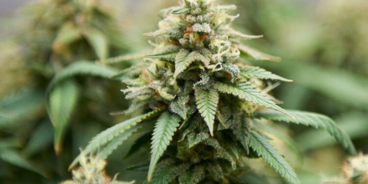 Discover The Wonders Of Purple Skunk: A Hybrid With Unique Effects