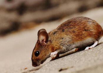 Looking For The Right Pest Control Services In Minneapolis