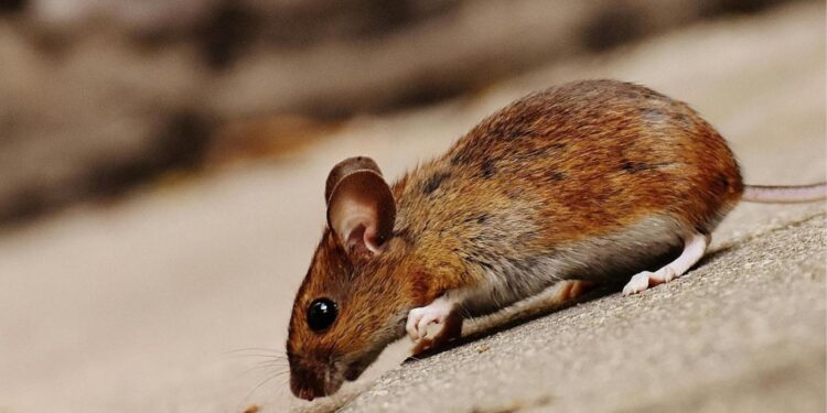 Looking For The Right Pest Control Services In Minneapolis