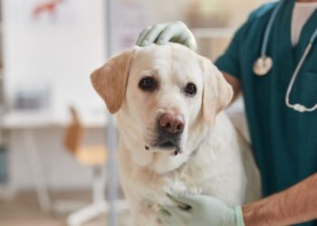 Can You Bring Your Dog To Rehab? What Animal Lovers Need To Know Before Getting Help