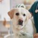Can You Bring Your Dog To Rehab? What Animal Lovers Need To Know Before Getting Help