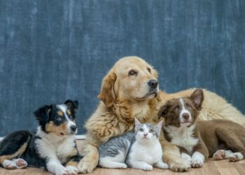 How Neurological Support With CBD-Based Products May Benefit Pets