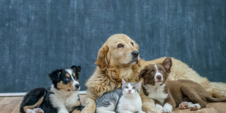 How Neurological Support With CBD-Based Products May Benefit Pets