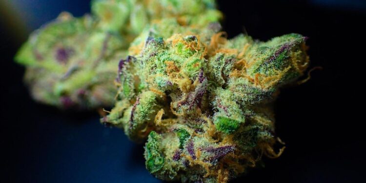 Cannabis and Pain Management: Natural Relief or Just a Trend