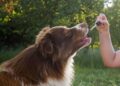 Times to Use CBD Melts to Help Dogs Maintain a Calm State