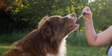 Times to Use CBD Melts to Help Dogs Maintain a Calm State