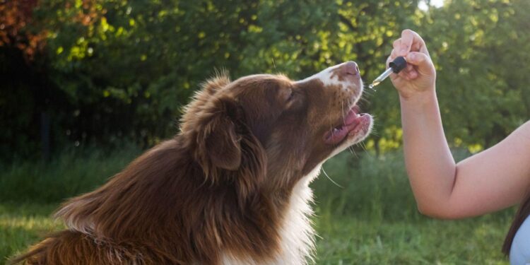 cbd melts dogs, cbd calming treats dogs, cbd for anxious dogs, dog stress relief products, pet cbd treats calming, best cbd melts for dogs, cbd pain relief for dogs, natural dog anxiety remedies, cbd dog supplement, dog calming options
