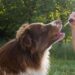 Times to Use CBD Melts to Help Dogs Maintain a Calm State