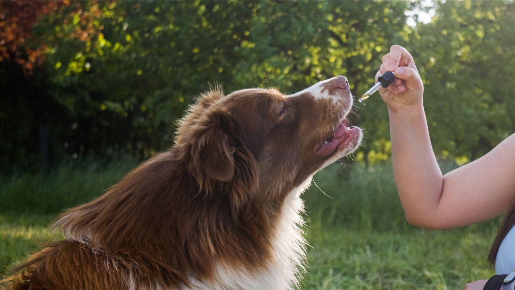 cbd melts dogs, cbd calming treats dogs, cbd for anxious dogs, dog stress relief products, pet cbd treats calming, best cbd melts for dogs, cbd pain relief for dogs, natural dog anxiety remedies, cbd dog supplement, dog calming options