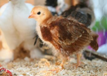 Popular Baby Chick Breeds Available for Sale