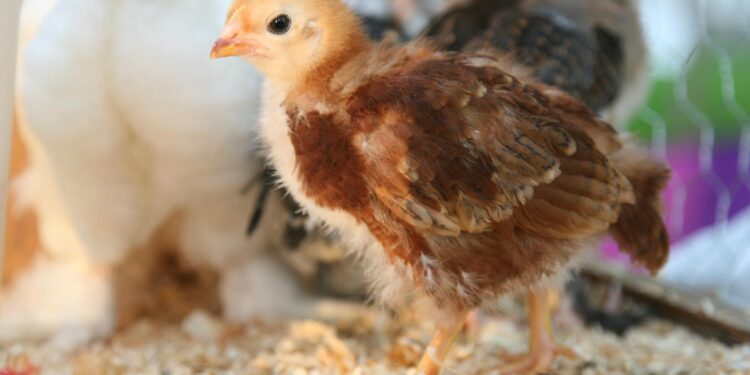 Popular Baby Chick Breeds Available for Sale
