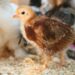 Popular Baby Chick Breeds Available for Sale